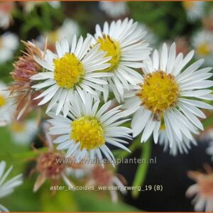 Aster ericoides 'Weisser Zwerg'