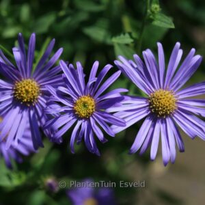 Aster frikartii 'Wunder von St&auml;fa'