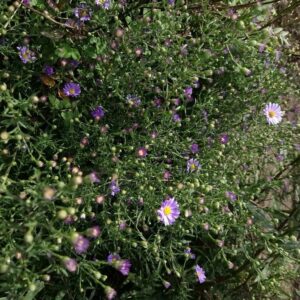 Aster laevis 'Blauschleier'