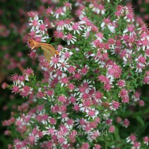 Aster lateriflorus 'Horizontalis'