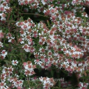 Aster lateriflorus 'Lady in Black'