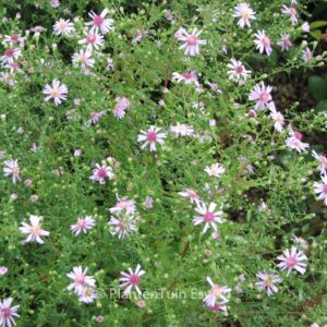 Aster laterifolius 'Coombe Fishacre'