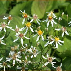 Aster macrophyllus 'Albus'