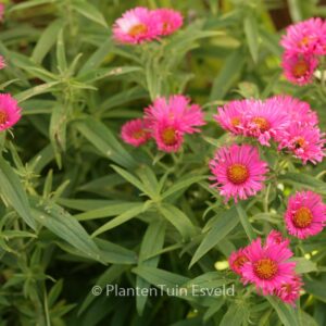 Aster novae-angliae 'Andenken an Alma Poetschke'