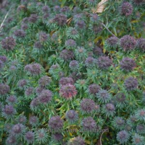 Aster novae-angliae 'Ann Leys'
