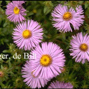 Aster novae-angliae 'Barr's Blue'