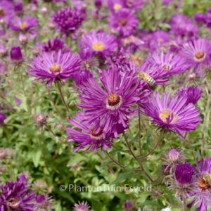 Aster novae-angliae 'Helen Picton'