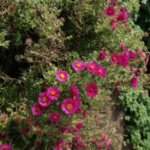 Aster novae-angliae 'James Ritchie'