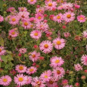 Aster novae-angliae 'Rosa Sieger'