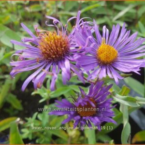 Aster novae-angliae 'W. Bowman'