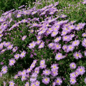 Aster novi-belgii 'Bl&uuml;tenmeer'