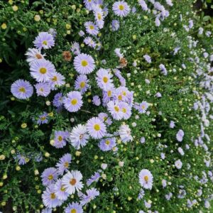 Aster novi-belgii 'Porzellan'