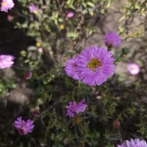 Aster novi-belgii 'Sarah Ballard'