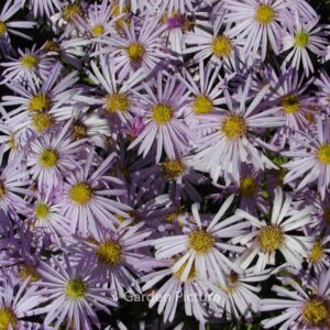 Aster pyrenaeus 'Lutetia'
