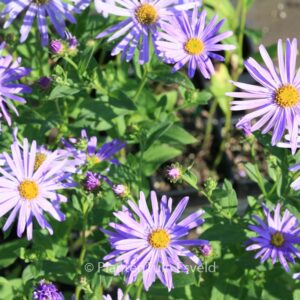 Aster thomsonii