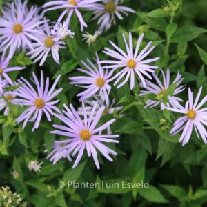 Aster thomsonii 'Nanus'