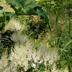 Astilbe 'Darwin's Snow Sprite'