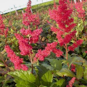 Astilbe 'Fanal'