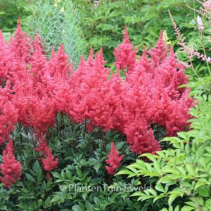 Astilbe 'Red Sentinel'