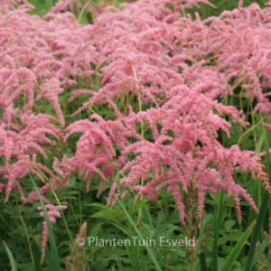 Astilbe 'Straussenfeder'