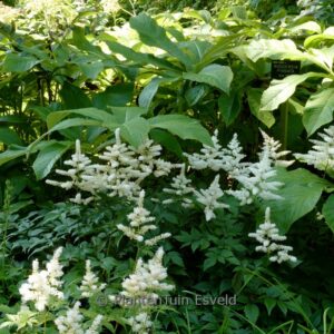 Astilbe 'Washington'
