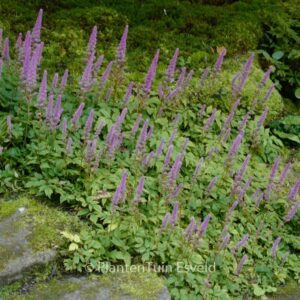 Astilbe chinensis 'Pumila'