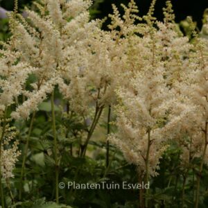 Astilbe chinensis 'Vision in White'