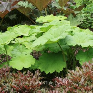 Astilboides tabularis