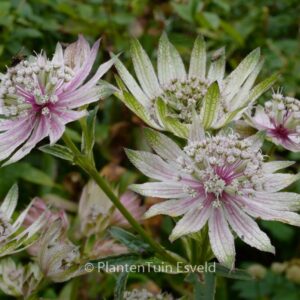 Astrantia major