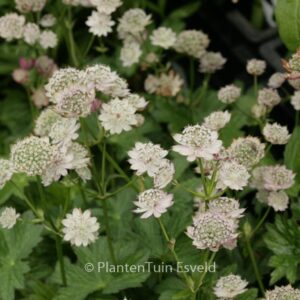 Astrantia major 'April Love'