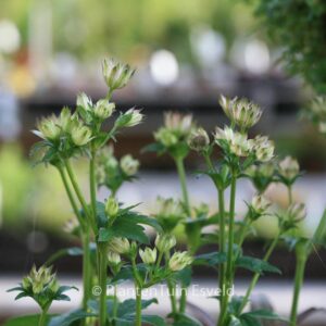 Astrantia major 'Florence'