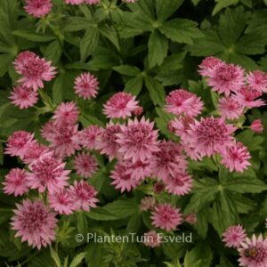 Astrantia major 'Roma'