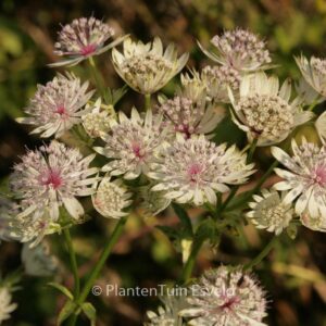 Astrantia major 'Shaggy'