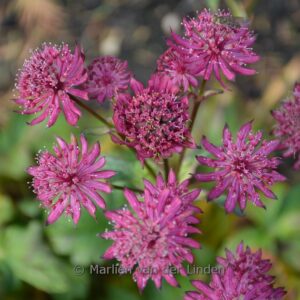 Astrantia major 'Sparkling Stars Red'