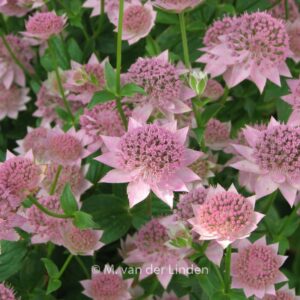 Astrantia maxima