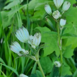Astrantia maxima 'Sparkling Stars White'