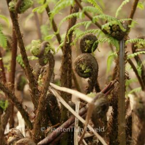 Athyrium filix-femina 'Rotstiel'