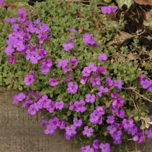 Aubrieta 'Hamburger Stadtpark'