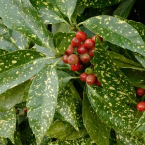 Aucuba japonica 'Variegata'
