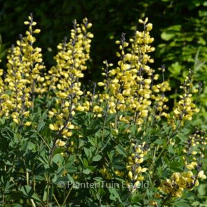 Baptisia 'Lemon Meringue' (DECADENCE)