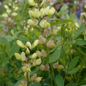 Baptisia 'Pink Lemonade'