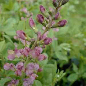 Baptisia 'Pink Truffles'