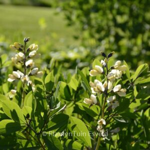 Baptisia 'Vanilla Cream'
