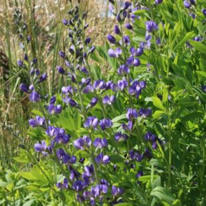 Baptisia australis
