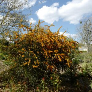 Berberis darwinii