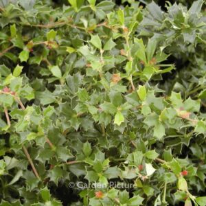 Berberis darwinii 'Compacta'