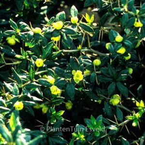 Berberis frikartii 'Amstelveen'