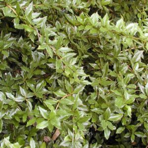 Berberis interposita 'Wallich's Purple'