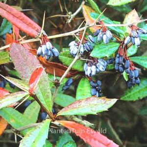 Berberis julianae