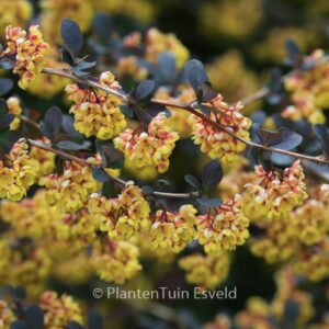 Berberis thunbergii 'Atropurpurea'